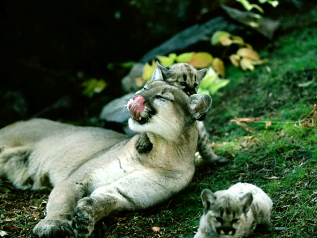 puma bianco puma bianco